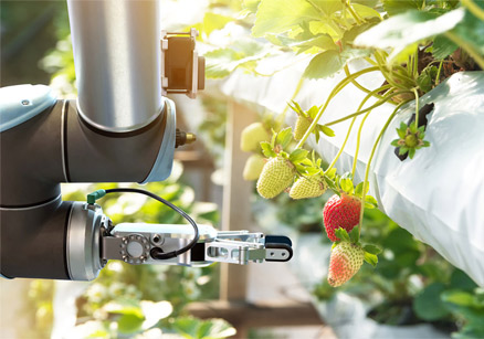 برداشت سبزیجات به کمک ربات‌ها